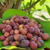 Sherbet Berry Plant - 10 Grewia Asiatica Starter Plants - Edible Fruit Perennial
