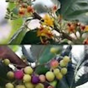 Sherbet Berry Plant - 10 Grewia Asiatica Starter Plants - Edible Fruit Perennial