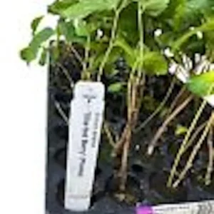 Sherbet Berry Plant - 10 Grewia Asiatica Starter Plants - Edible Fruit Perennial