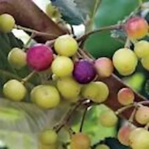 Sherbet Berry Plant - 10 Grewia Asiatica Starter Plants - Edible Fruit Perennial