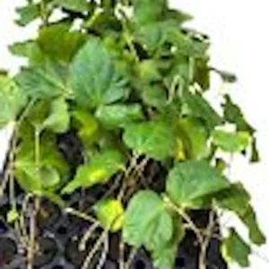 Sherbet Berry Plant - 10 Grewia Asiatica Starter Plants - Edible Fruit Perennial