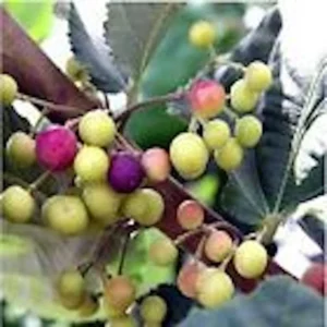Sherbet Berry Plant - 10 Grewia Asiatica Starter Plants - Edible Fruit Perennial