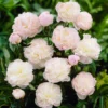 Shirley Temple Peony Fragrant Bareoot 2/3 Eye Blush Pink to White