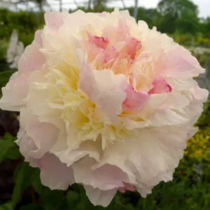 Shirley Temple Peony Fragrant Bareoot 2/3 Eye Blush Pink to White