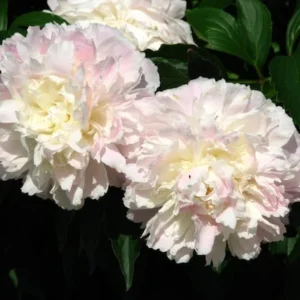 Shirley Temple Peony Fragrant Bareoot 2/3 Eye Blush Pink to White