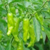 Shishito Sweet Wrinkled Old Man Pepper Plant - 2.5" Pot - Japanese Variety