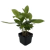Shoebutton Plant Ardisia humilis Tropical Houseplant 3" Pot