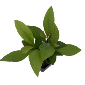 Shoebutton Plant Ardisia humilis Tropical Houseplant 3