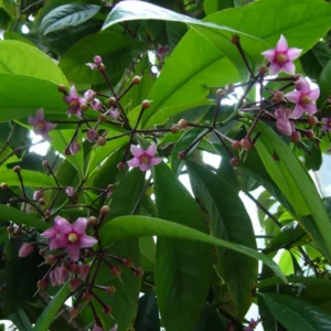 Shoebutton Plant Ardisia humilis Tropical Houseplant 3