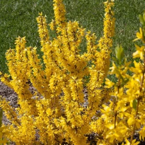 Show Off Starlet Forsythia - Compact Plant - 4 Inch Pot - Yellow Blooms - Spring Flowering