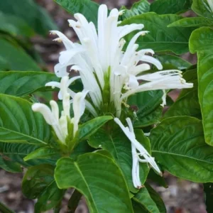 Shrimp Plant Live Pack of 3 - White Shrimp Flower Plants 4-8 Inch Tall Easy to Grow