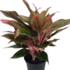 Siam Aurora Chinese Evergreen Plant - Aglaonema - 5" Pot - Dim Light Indoor Plant