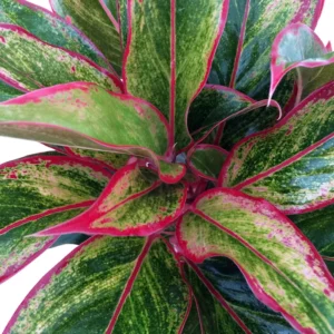 Siam Aurora Chinese Evergreen Plant - Aglaonema - 5" Pot - Dim Light Indoor Plant