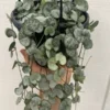Silver Glory String of Hearts Vine - Ceropegia woodii - 2.5 inch Potted Houseplant