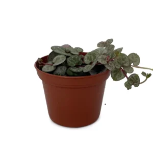 Silver Glory String of Hearts Vine - Ceropegia woodii - 2.5 inch Potted Houseplant