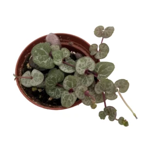 Silver Glory String of Hearts Vine - Ceropegia woodii - 2.5 inch Potted Houseplant