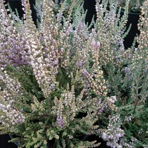 Silver Knight Scotch Heather Plant - Calluna Vulgaris - Hardy - 2.5