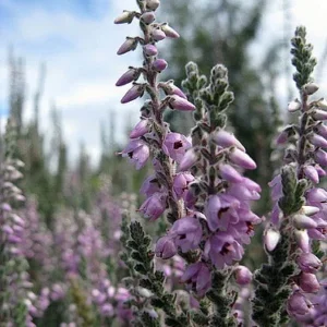 Silver Knight Scotch Heather Plant - Calluna Vulgaris - Hardy - 2.5