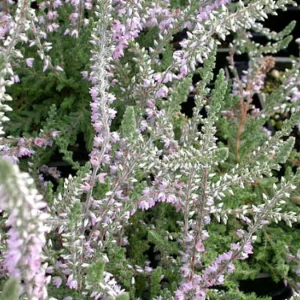 Silver Knight Scotch Heather Plant - Calluna Vulgaris - Hardy - 2.5