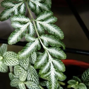 Silver Lace Table Fern - Pteris ensiformis - 2.5" Pot - Easy House Plant