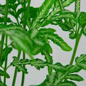 Silver Lace Table Fern - Pteris ensiformis - 2.5