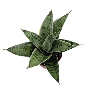 Silver Star Birdsnest Snake Plant - Sanseveria - 2.5 Inch Potted Plant