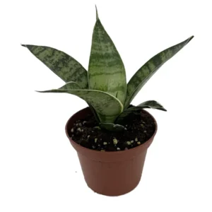 Silver Star Birdsnest Snake Plant - Sanseveria - 2.5 Inch Potted Plant