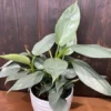 Silver Sword Philodendron Hastatum 4" Pot - Rare Indoor Plant