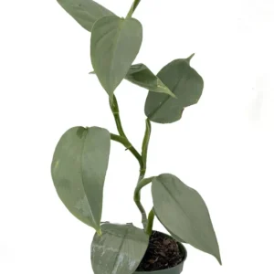 Silver Sword Philodendron Hastatum 4" Pot - Rare Indoor Plant