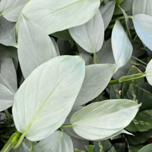 Silver Sword Philodendron Hastatum 4