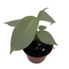 Silver Sword Philodendron hastatum Plant - 2.5 inch Pot - Collector's Series