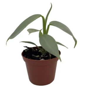 Silver Sword Philodendron hastatum Plant - 2.5 inch Pot - Collector's Series
