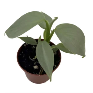 Silver Sword Philodendron hastatum Plant - 2.5 inch Pot - Collector's Series