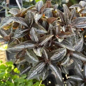 Silver Tree Pilea spruceana Friendship Plant - 2.5 Inch Pot - Terrarium House Plant