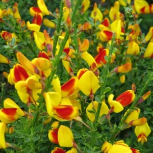 Sister Disco Scotch Broom - 4 inch Pot - Cytisus Plant - Vibrant Spring Flowers