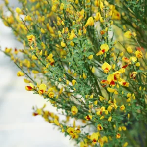 Sister Disco Scotch Broom - 4 inch Pot - Cytisus Plant - Vibrant Spring Flowers