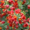 Sister Redhead Scotch Broom Plant - 4 inch Pot - Red Flower Cytisus Shrub