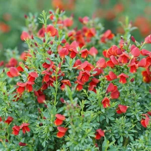 Sister Redhead Scotch Broom Plant - 4 inch Pot - Red Flower Cytisus Shrub