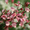 Sister Rosie Scotch Broom Plant - 4 inch Pot - Cytisus - Spring Blooms