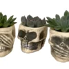 Skull Planters with Succulents Set of 3 - Ceramic 3-inch Pots - Unique Decor