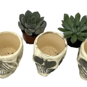 Skull Planters with Succulents Set of 3 - Ceramic 3-inch Pots - Unique Decor