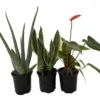Sleep Easy House Plant Set - Aloe Vera, Snake Plant, Anthurium - 4 Inch Pots