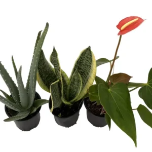 Sleep Easy House Plant Set - Aloe Vera, Snake Plant, Anthurium - 4 Inch Pots