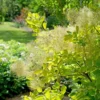 Smokebush Plant Winecraft Gold Cotinus - 4 Inch Pot - Garden Shrub