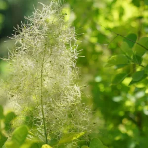 Smokebush Plant Winecraft Gold Cotinus - 4 Inch Pot - Garden Shrub