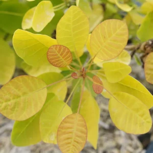 Smokebush Plant Winecraft Gold Cotinus - 4 Inch Pot - Garden Shrub