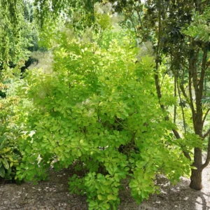 Smokebush Plant Winecraft Gold Cotinus - 4 Inch Pot - Garden Shrub