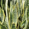 Snake Plant Laurentii Sansevieria Houseplant + Plant Food - 25 to 30" Height, 1 Gallon Pot