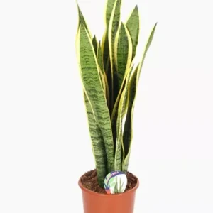 Snake Plant Laurentii Sansevieria Houseplant + Plant Food - 25 to 30" Height, 1 Gallon Pot