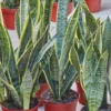 Snakeskin Snake Plant Sansevieria - 6 Inch Pot - Indoor Air Purifier